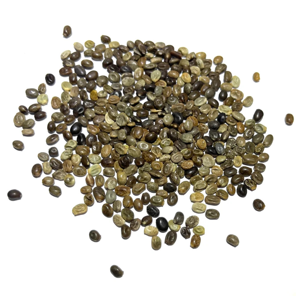 Wild Perennial Lupine Seeds For Planting (Lupinus perennis)