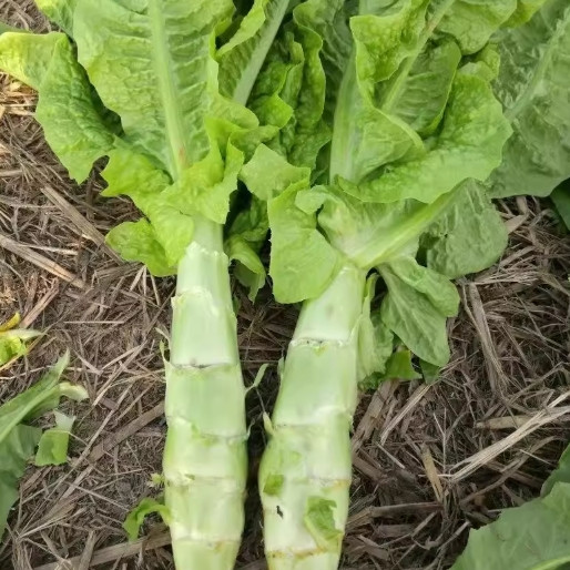 Lettuce Seeds Stem Lettuce Seeds Crisp Green Heirloom 50/100 Pcs（Seeds only）