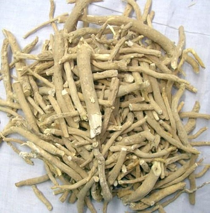 Withania Somnifera 50 Seeds, Indian Ginseng, Ashwagandha Herb, Shipped From USA