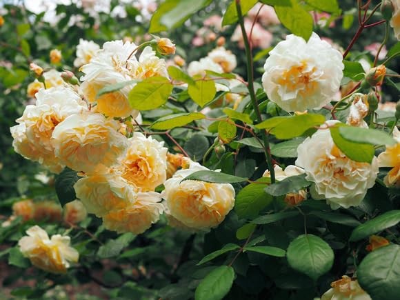 100+ Mixed Climbing Rose Seeds Heirloom Flowers Garden Planting