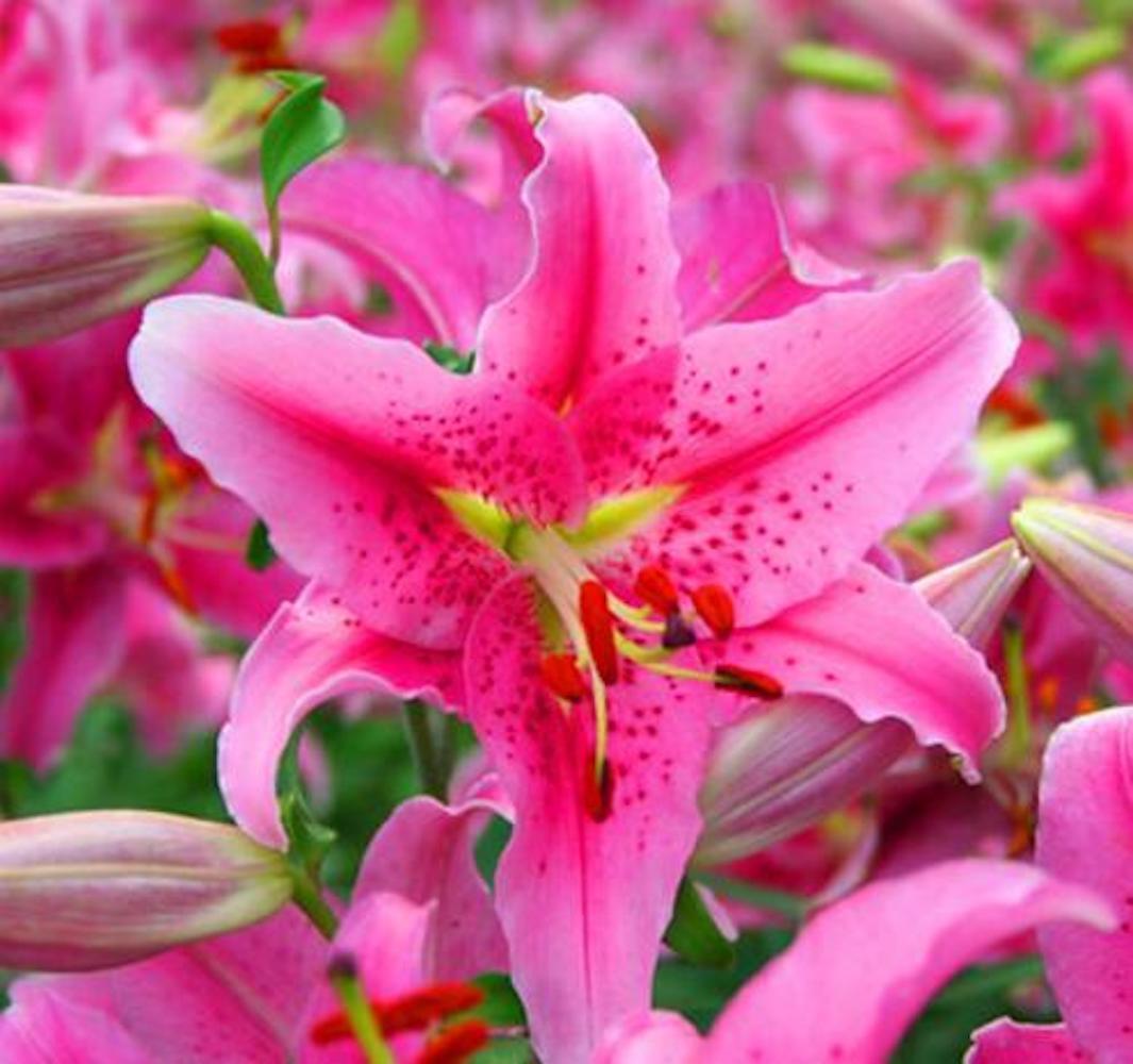 (10) LILY SEEDS rare exotic flower bloom home blossom garden USA SELLER W/TRACK