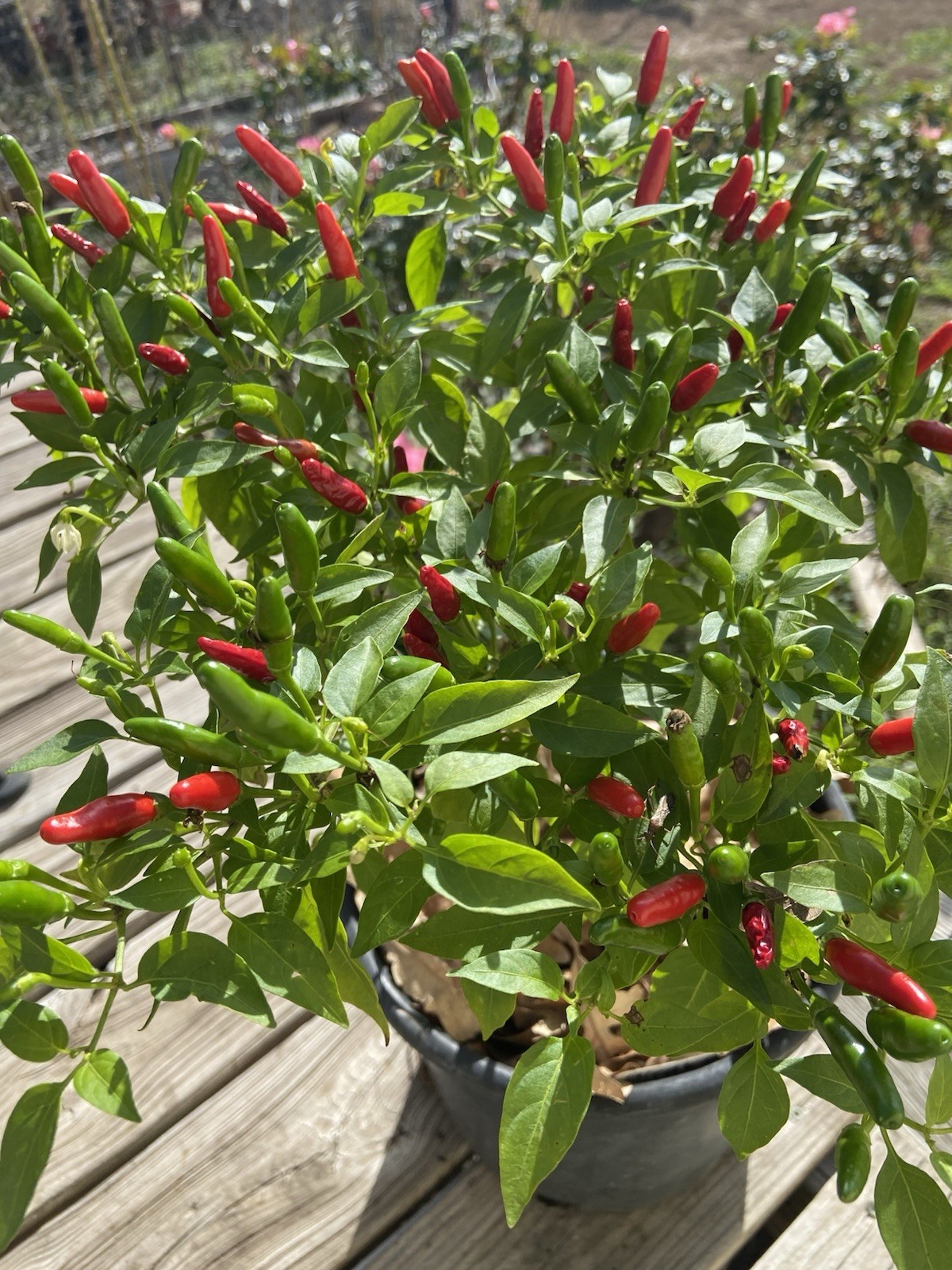 Bird’s Eye Chili Pepper – 25 Fresh Seeds – FREE Shipping