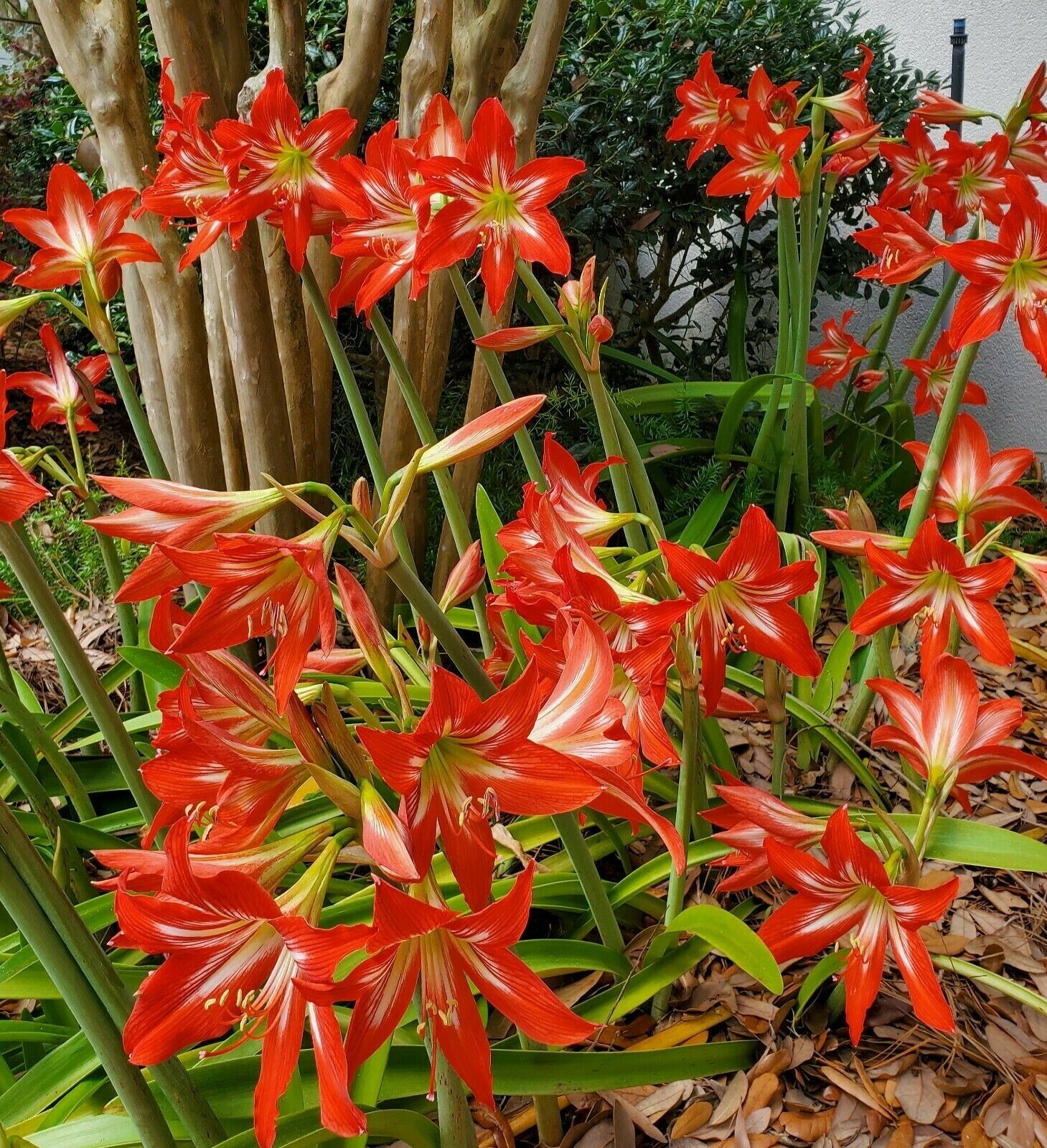12+ Red St Joseph Heirloom Amaryllis Seeds collected May 2024 with Instructions
