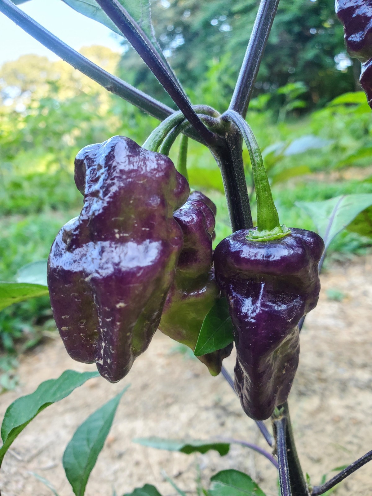 DEVIL’S TONGUE Color Mix Hot Pepper Seeds – 25, 50 seeds Organically Grown in TN