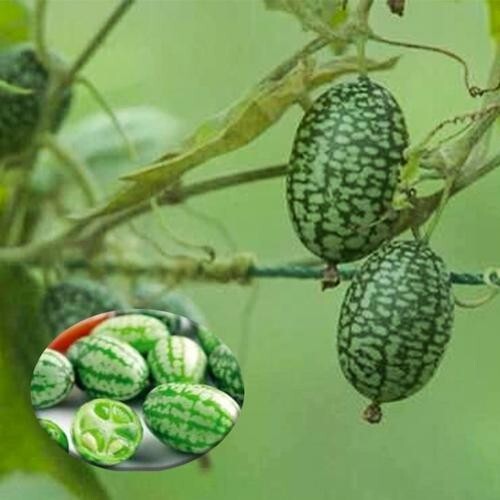 ORGANIC SEEDS 20 Cucamelon Melothria Scabra MINI WATERMELON BIO Non-GMO