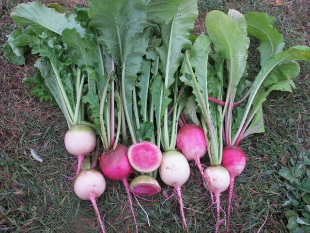 Watermelon Radish Seeds 200 Vegetable Garden NON-GMO USA SELLER FREE SHIPPING