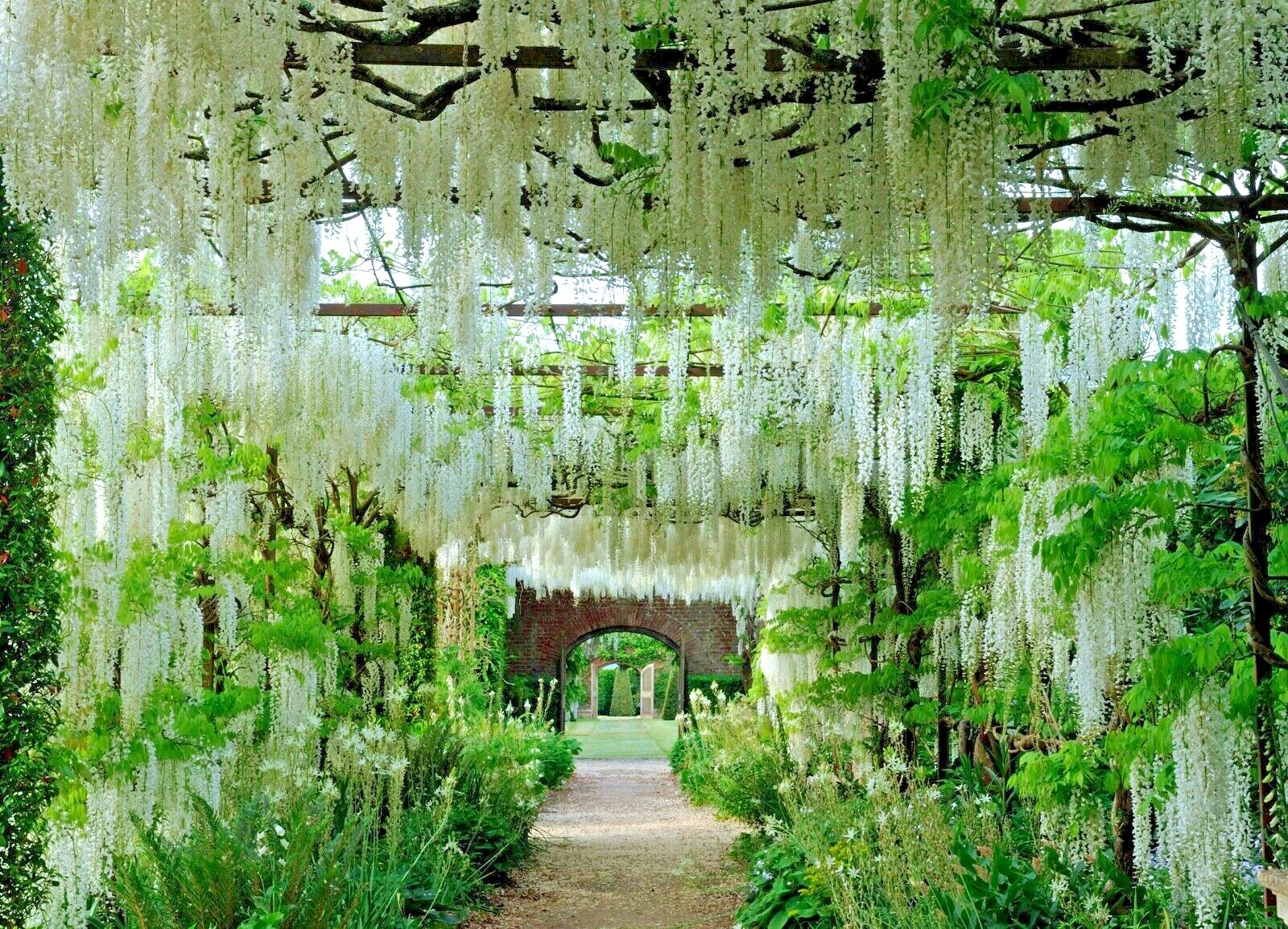 White Wisteria floribunda Alba Tree Seeds Climbing Flower Vine Plant Rare Hardy