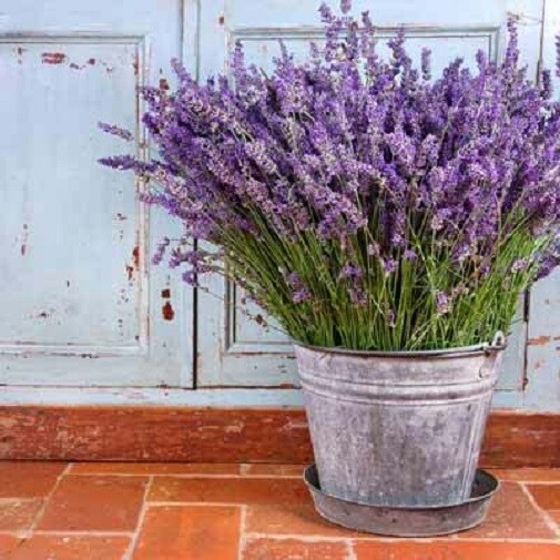Vera Lavender Seeds, Bulk Lavender, Non-GMO, 50ct, 250ct, 1/4oz, 1/2oz, 1oz