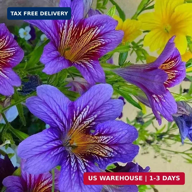 ZEshops 100pcs Rare Chilean Morning Glory Seeds – Mixed Color Blooms for Stunnin