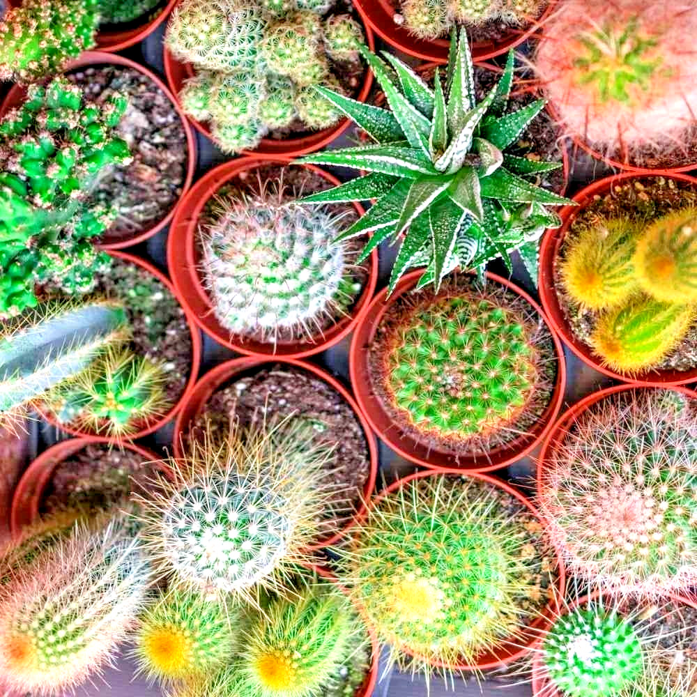 100 CACTUS SEED MIX CACTI HARDY RARE EXOTIC FLOWERING🌵 | SUCCULENTS ORGANIC US
