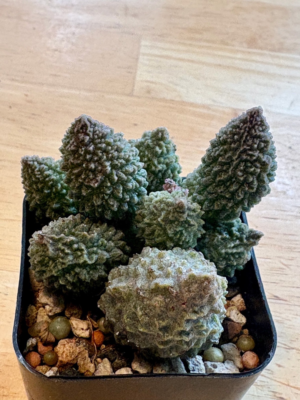 Adromischus Marianiae herrei ex Hammer succulent cactus