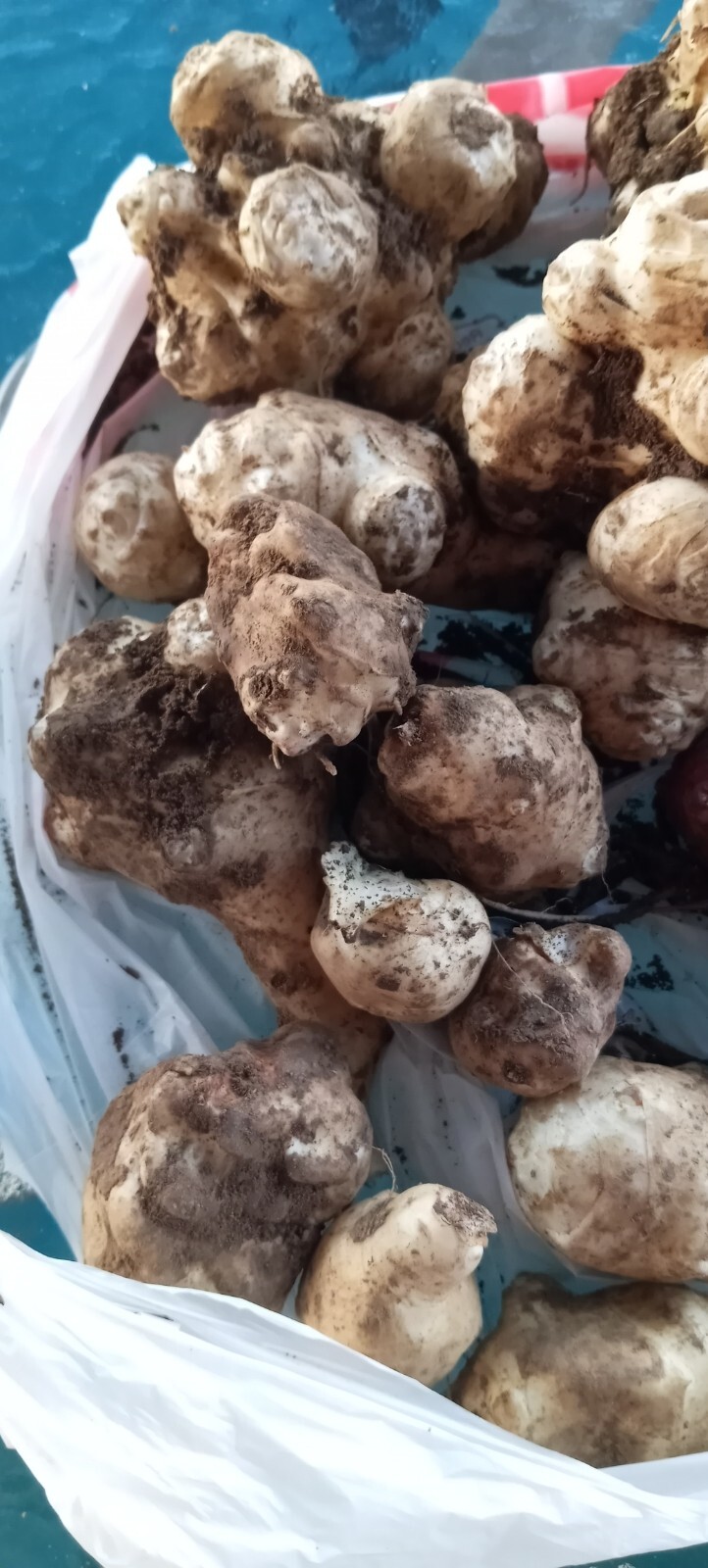 5 White medium & Small organic Jerusalem Artichoke Tubers FOR PLANTING