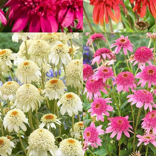 Delicious Creamy White Nougat Coneflower 30 seeds~The Brooklyn Botanical Gardens