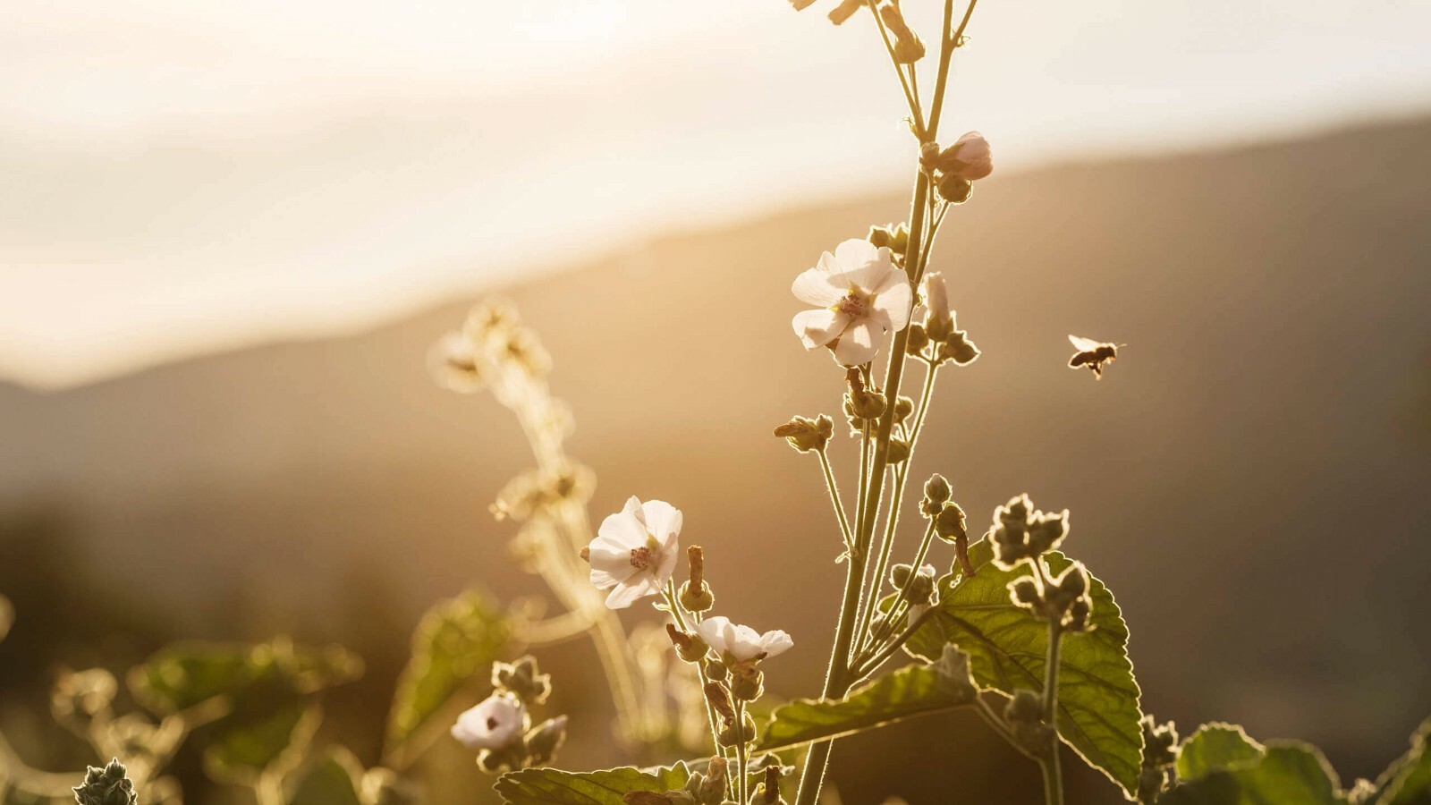 Marshmallow (Althaea Officinalis), Ancient Herbal Medicine – 50 seeds