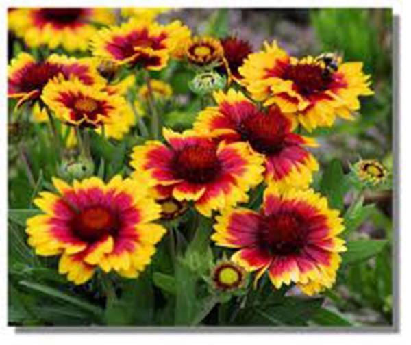 ARIZONA SUN BLANKET FLOWER , 100 SEEDS, BEAUTIFUL BRIGHT LARGE BLOOMS