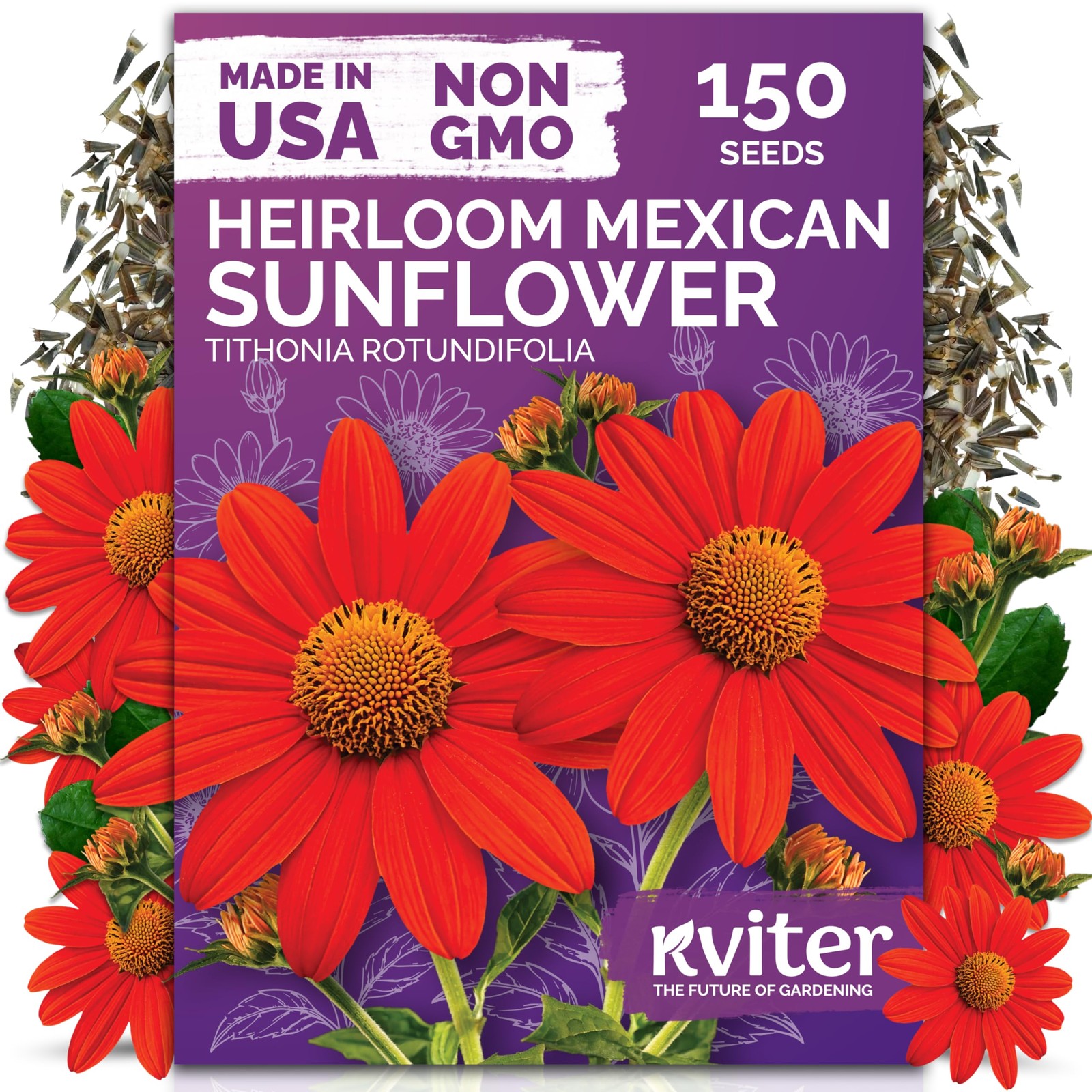 KVITER 150 Mexican Sunflower Seeds For Planting (Tithonia rotundifolia)