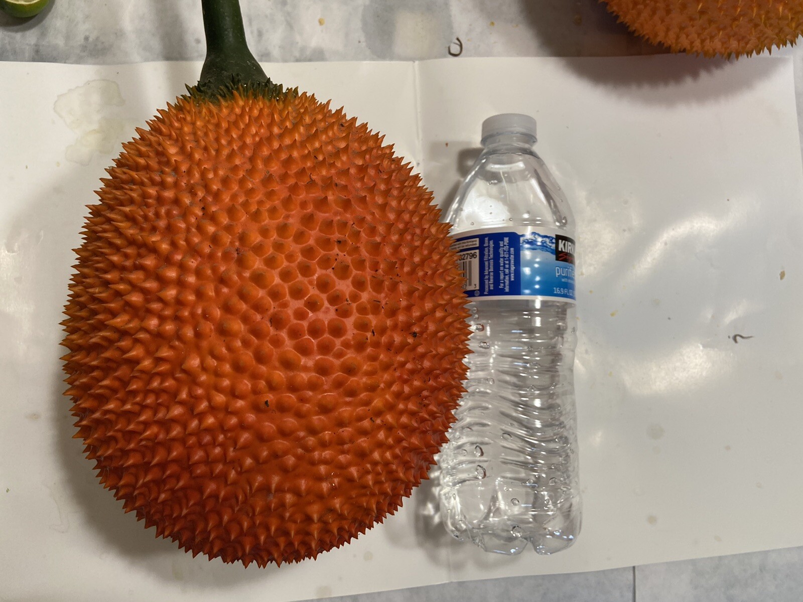 GAC FRUIT Melon Vine Momordica Cochinchinensis Seeds ( Hột Trái Gấc )