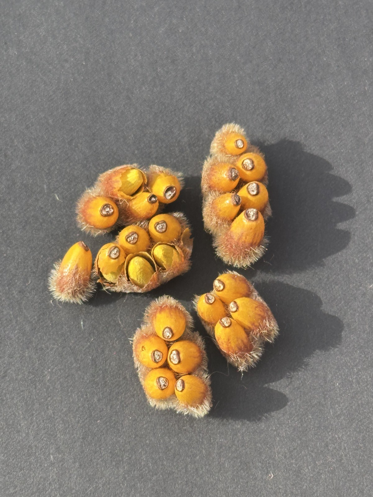 25Pcs Brachychiton Rupestris Seeds | Fresh Queensland Bottle Tree Seeds