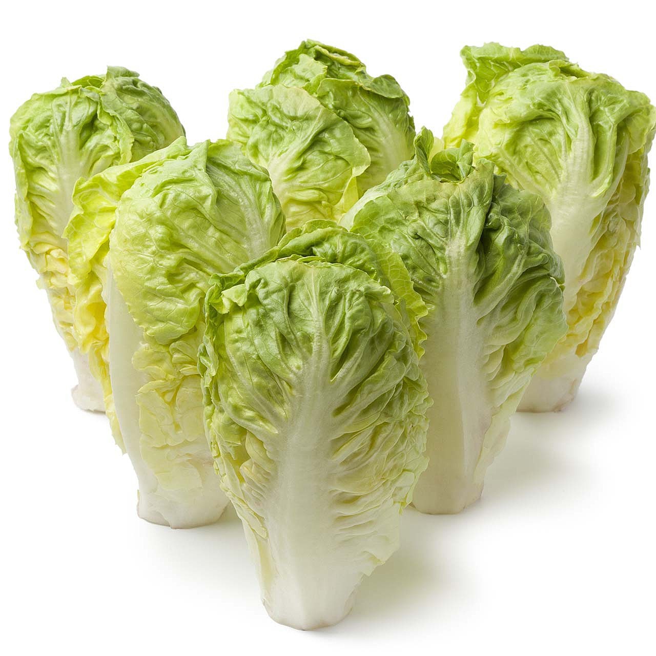 1000 LITTLE GEM LETTUCE SEEDS ~ heirloomseedguy ~ 2026 ~ NON-GMO ~ AEROGARDEN