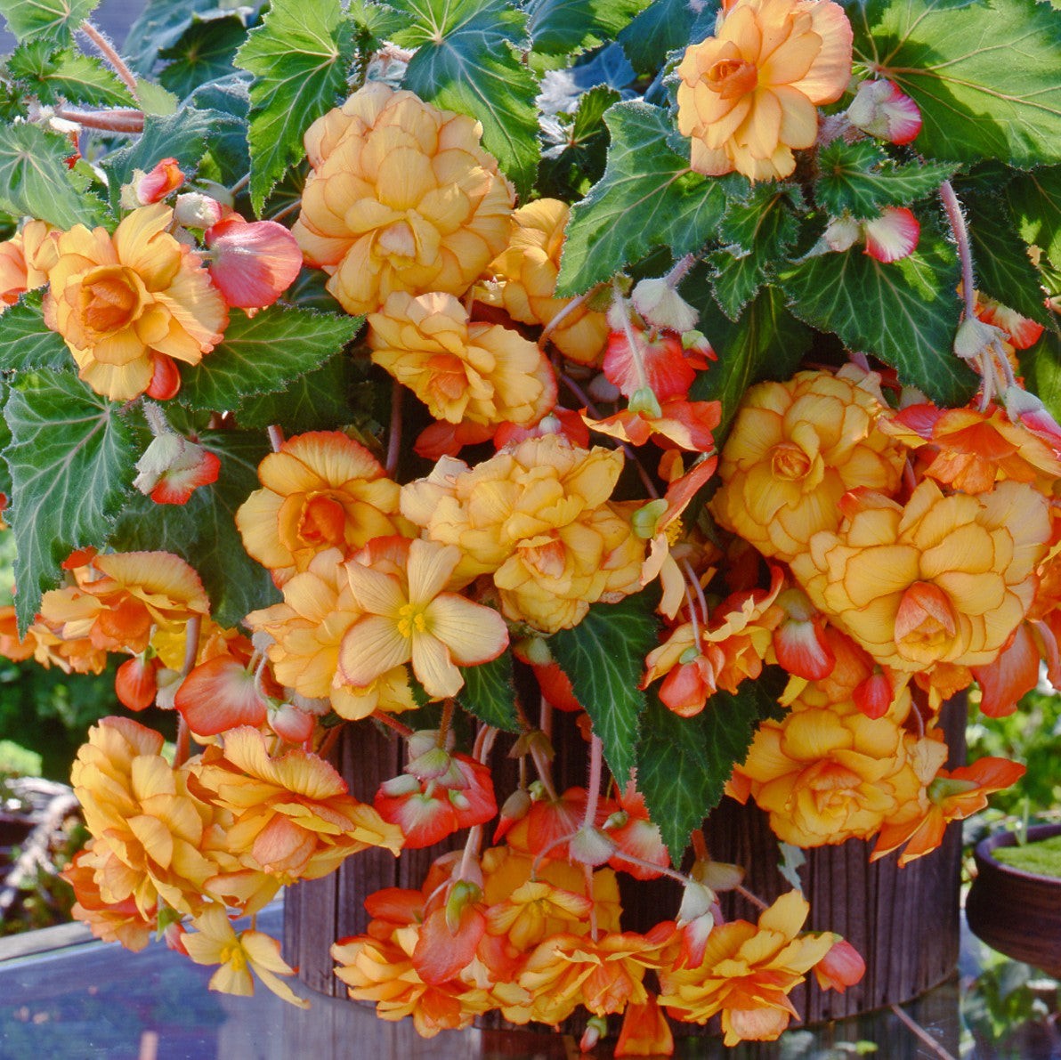Begonia Hanging Picotee Yellow Red 3 Plant Bulbs – Summer Tropical Blooms