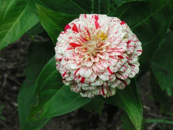 Zinnia elegans Peppermint Stick | 200 Seeds