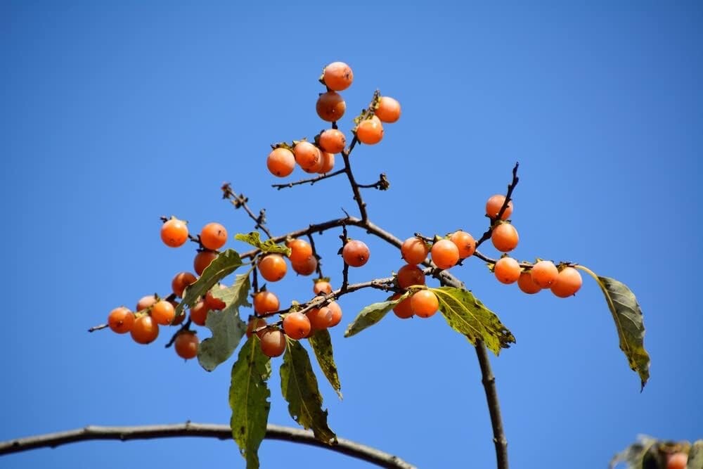 5 Soapberry Tree Seeds for Planting – Sapindus saponaria – Wingleaf Soapberry