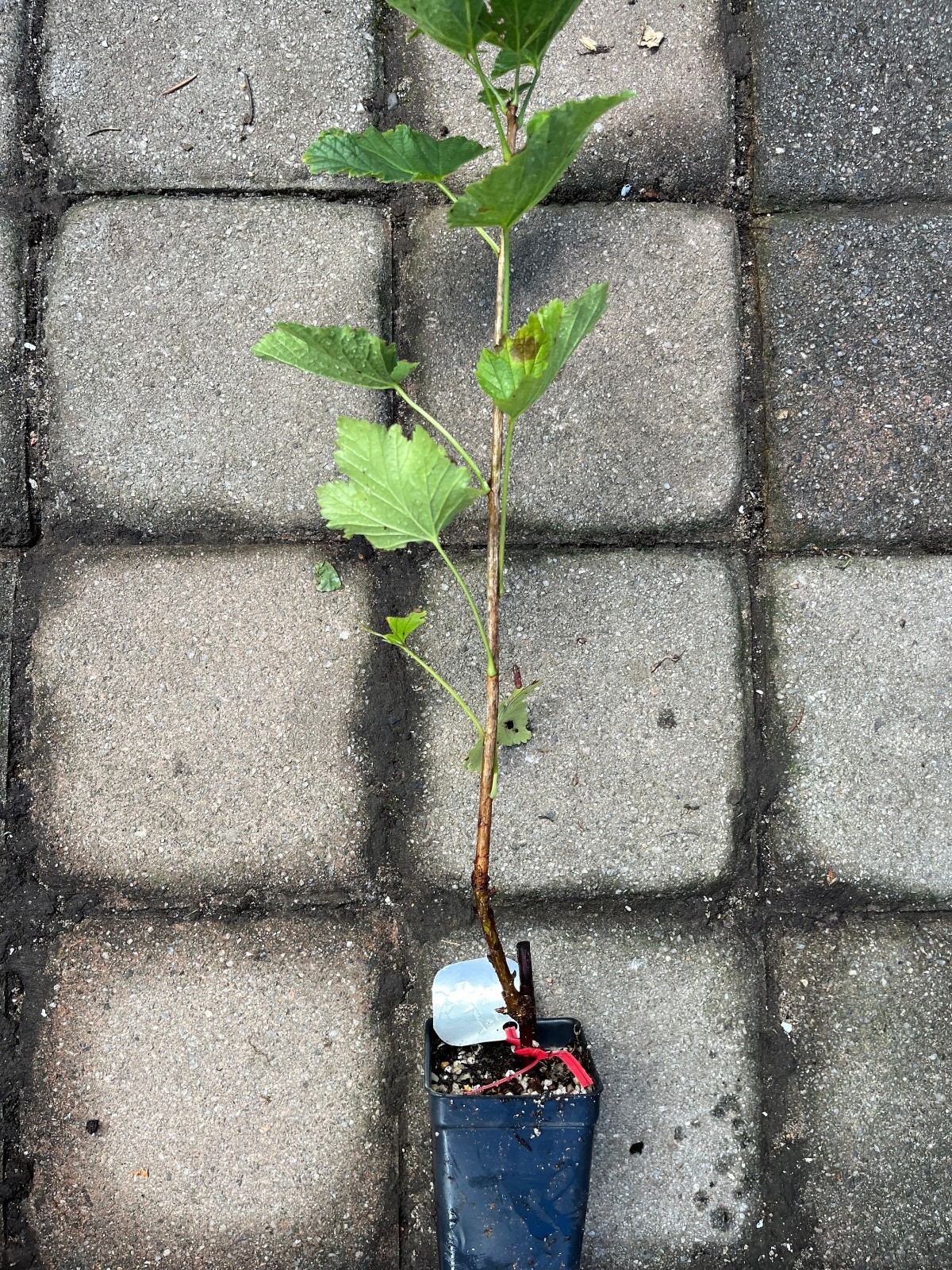 6-12″ tall Twisp River Red Currant Rooted Cutting Plug, 1 rooted plant