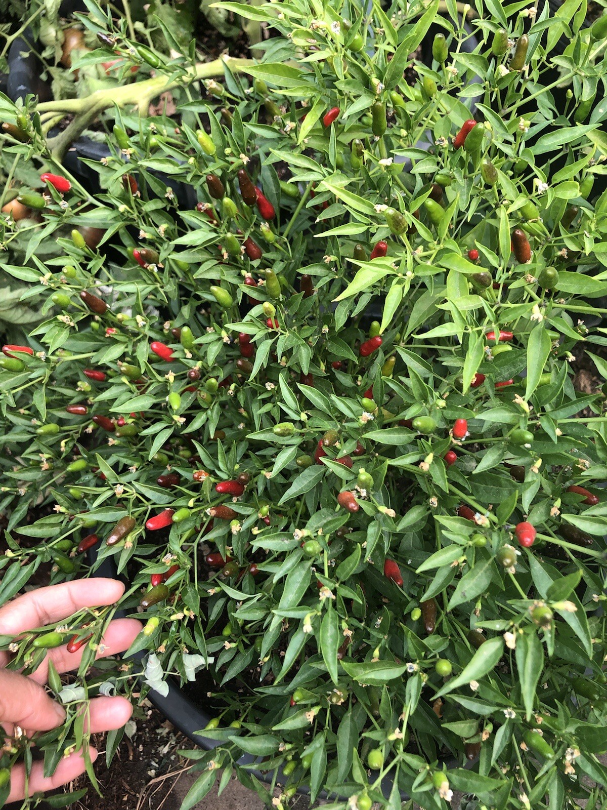 birds eye/ Siling Labuyo Chili hot Peppers Organic US Home Grown Real Seed