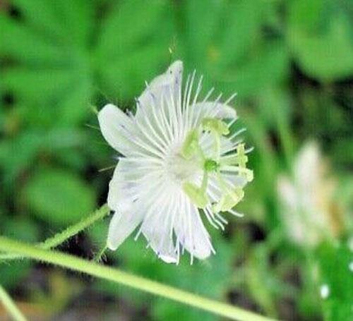 Passiflora foetida Alba | Love-In-A-Mist | Running Pop | 5 Seeds