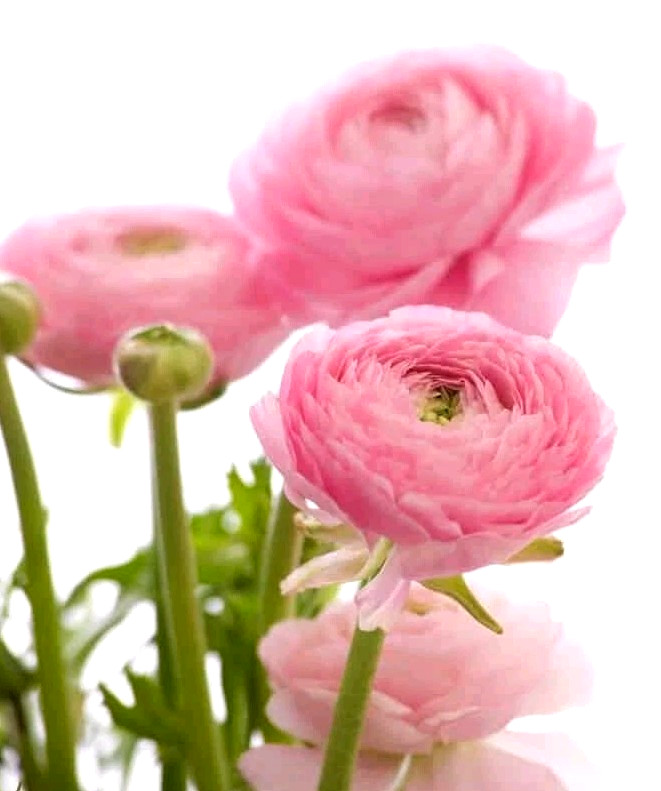 Ranunculus Flower Bulbs 15 Pink Corms Buttercup Peony Rose Bulb Wedding Flowers