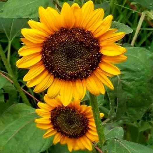 Sunflower Seeds, Mammoth Grey, Heirloom Sunflower Seeds, Yellow Sunflowers, 50ct
