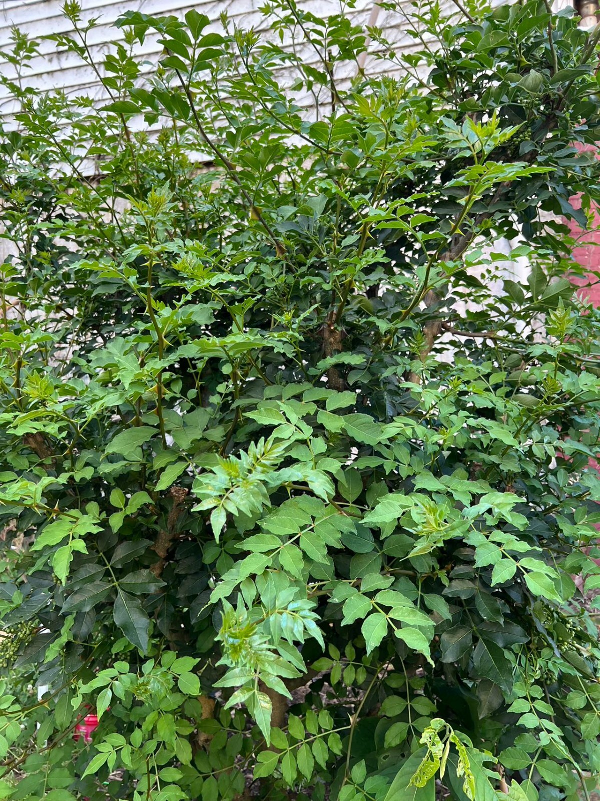 Live Plant Sichuan pepper seedling tree (Zanthoxylum Simulans, 2-3″) – No Pot