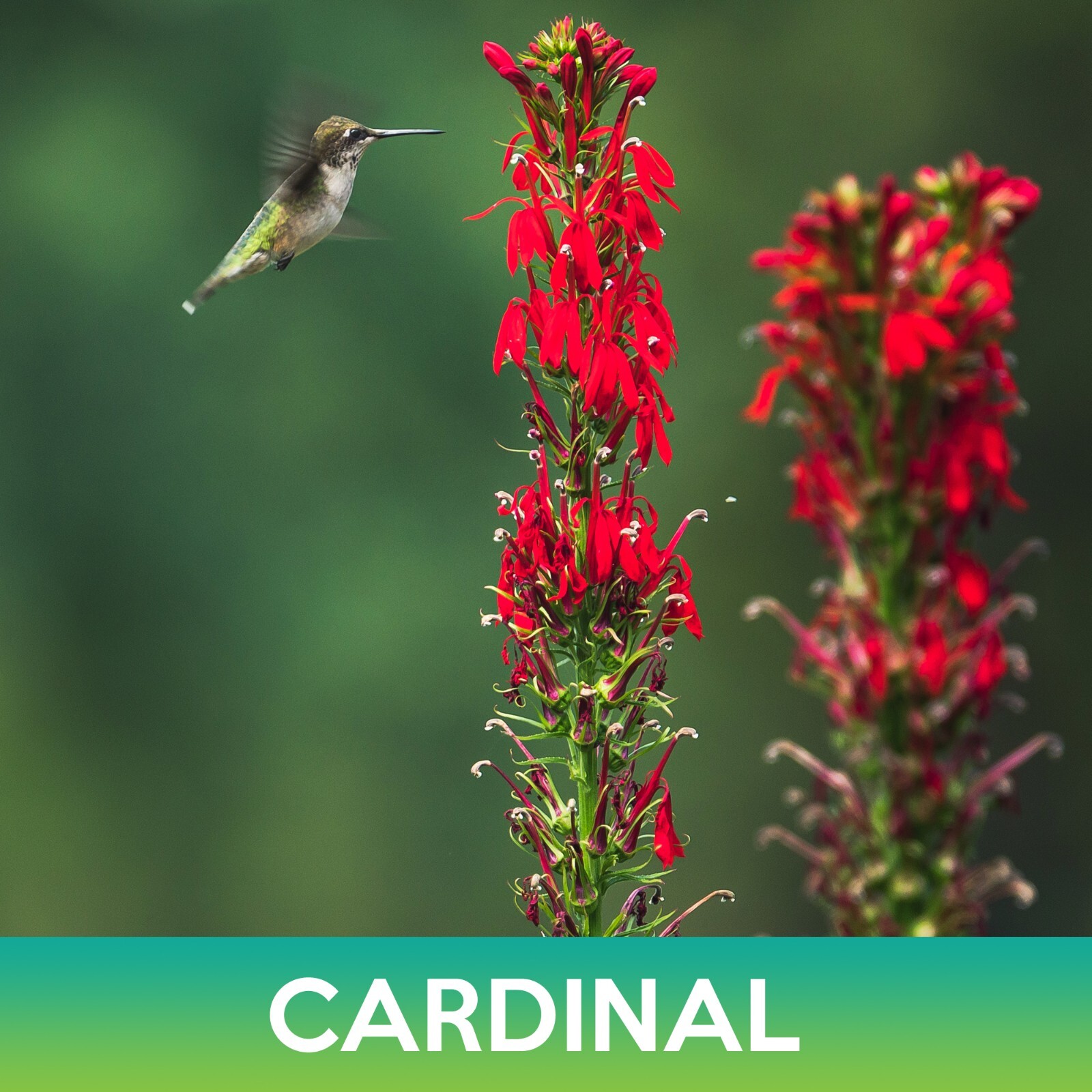 Cardinal Flower Seeds, Lobelia cardinalis