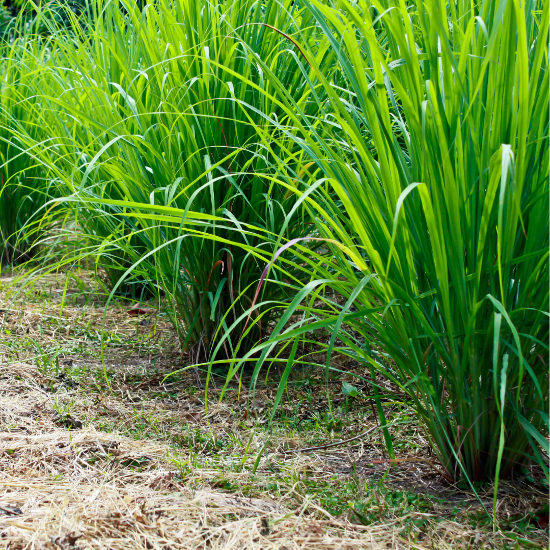 Fresh Lemongrass Herb Seeds | Xiang Mao | Heirloom Non-GMO | Asian Herb Seeds
