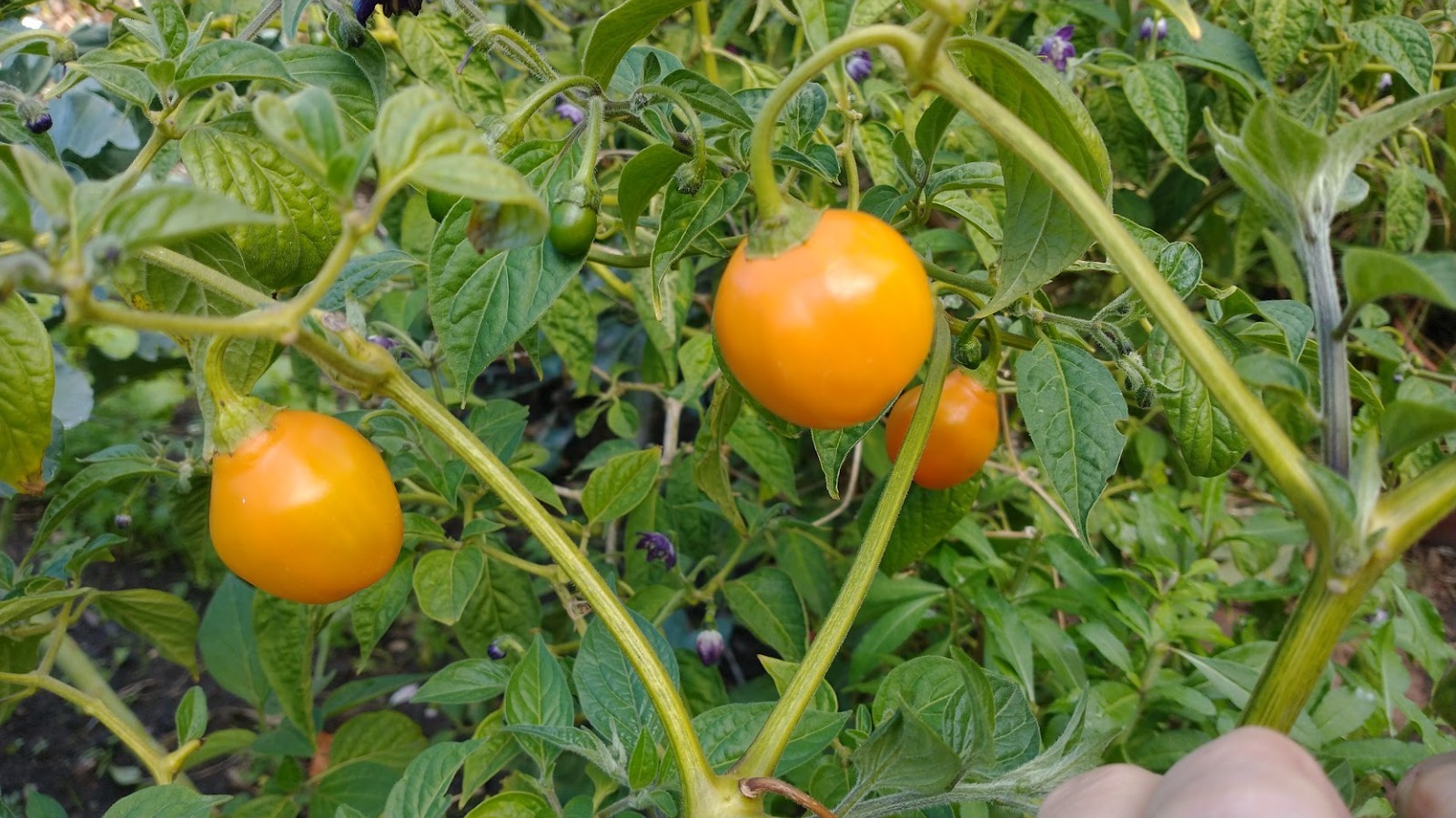 Honey Badger Manzano Chile pepper seeds (FREE SHIPPING to USA) (24)