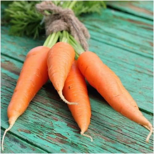Danvers 126 Carrot Seeds For Planting (Daucus carota)
