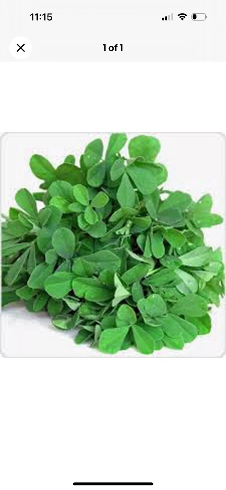 FENUGREEK SEEDS 1000+ for growing HERB garden INDIA SPICE FREE SHIPPING