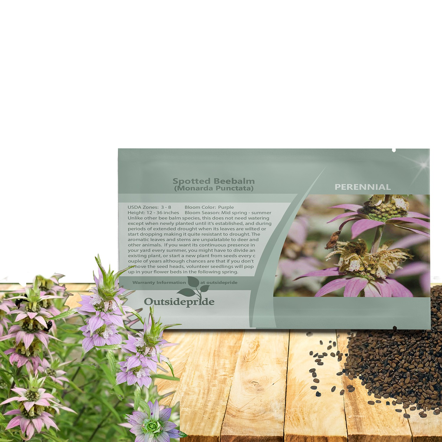 1000 Seeds Monarda Punctata Spotted Beebalm Horsemint Garden Flower Plant Seeds