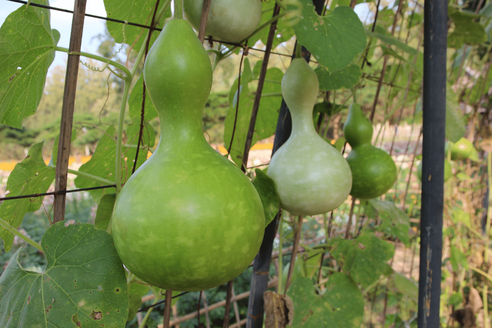 Birdhouse Gourd Seeds- Bầu Hồ Lô- HEIRLOOM NON-GMO