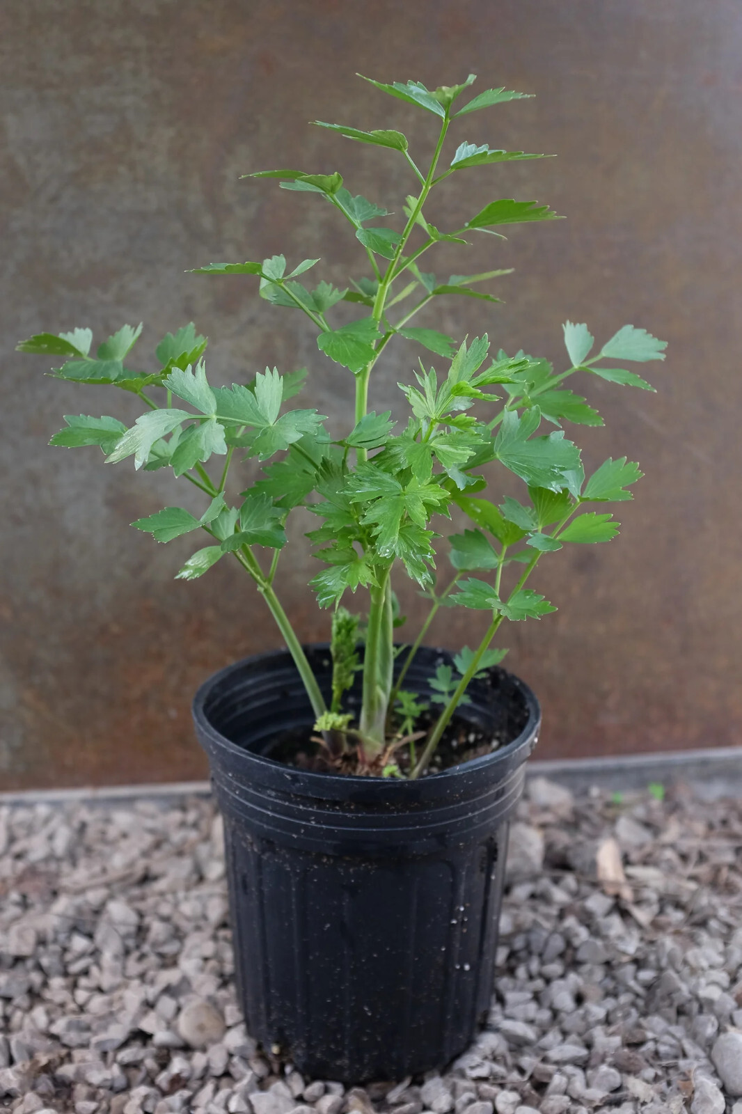 Lovage seeds, Levisticum officinale, Maggi Herb, NON-GMO by Mai’s Family