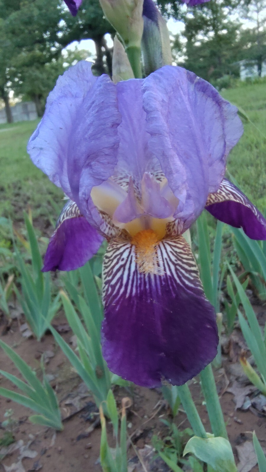 10x MIXED VARIETIES/COLORS BEARDED IRIS Bulbs/Rhizomes FRESH