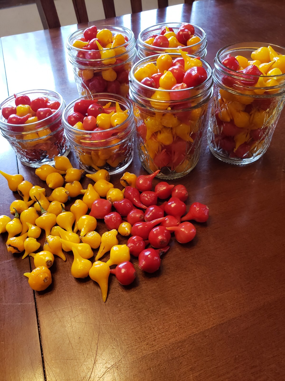 Biquinho Peppers Red & Yellow Organic 10 Count *Free Shipping*