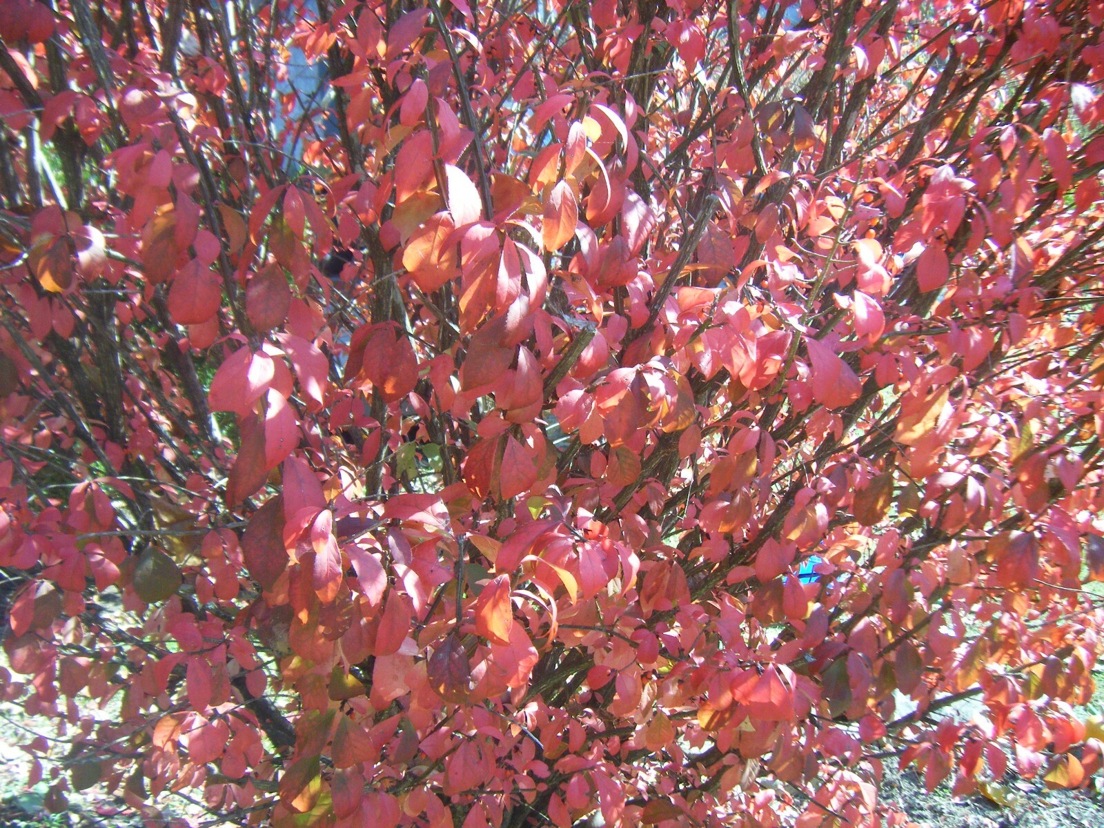 3 Red In Fall Burning Bush Shrubs Plants Beauty Heart PLANTS 1 to 2 foot TALL