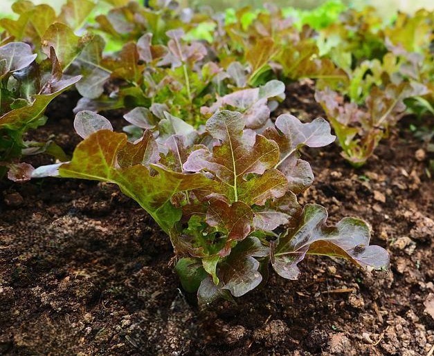 2g Fresh New Harvested Oakleaf Red Leaf Premium Lettuce Seeds-A 87