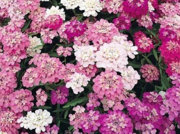 CANDYTUFT MIXED COLORS 100 FRESH SEEDS FREE SHIPPING WHITE/PINK/PURPLE
