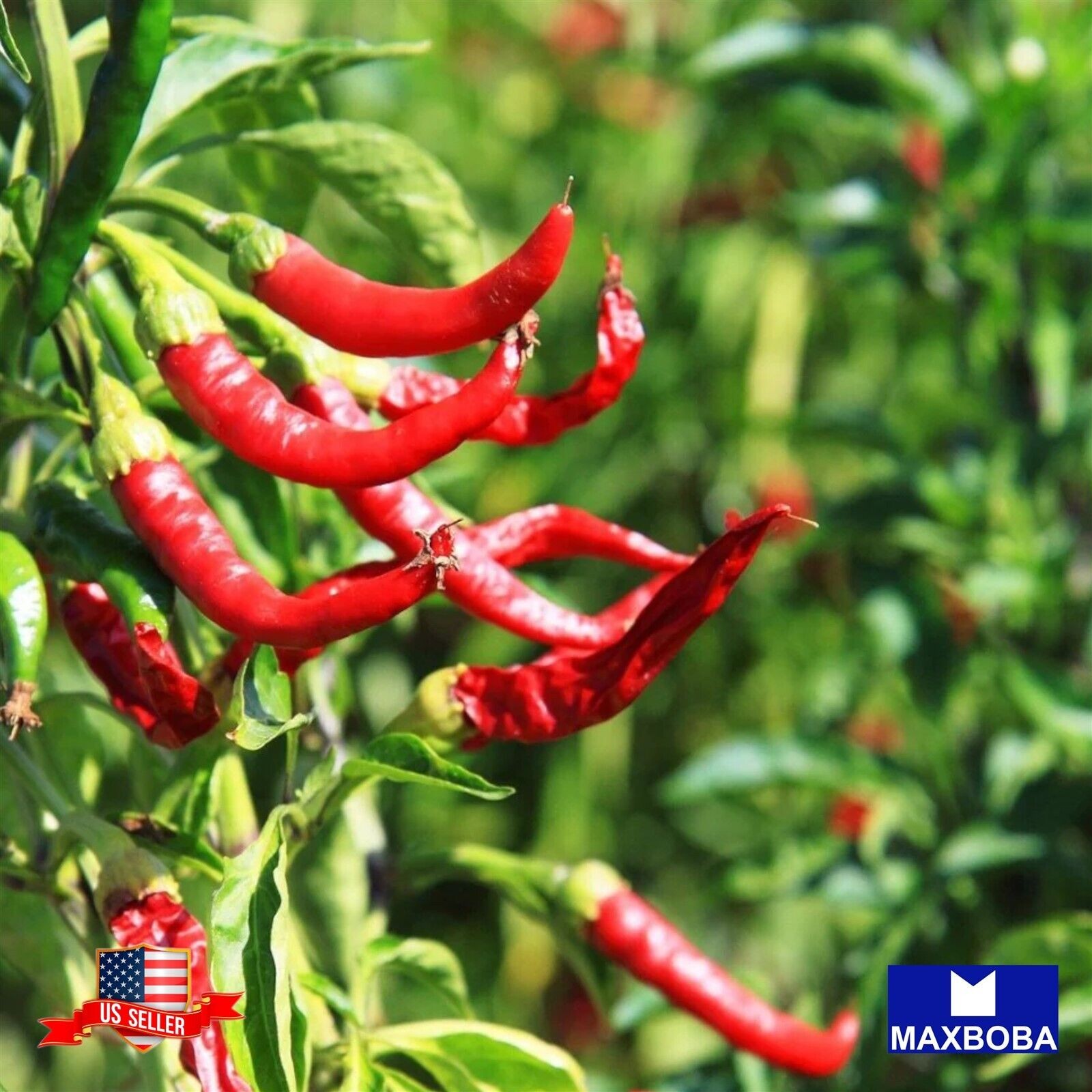 70 Hot Cayenne Long Red Thin Pepper Fresh Seeds Organic Non-GMO