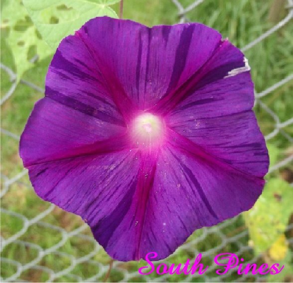 Fun Morning Glory Mix – 25 seeds – purpurea, peach, milky way, pink, purple
