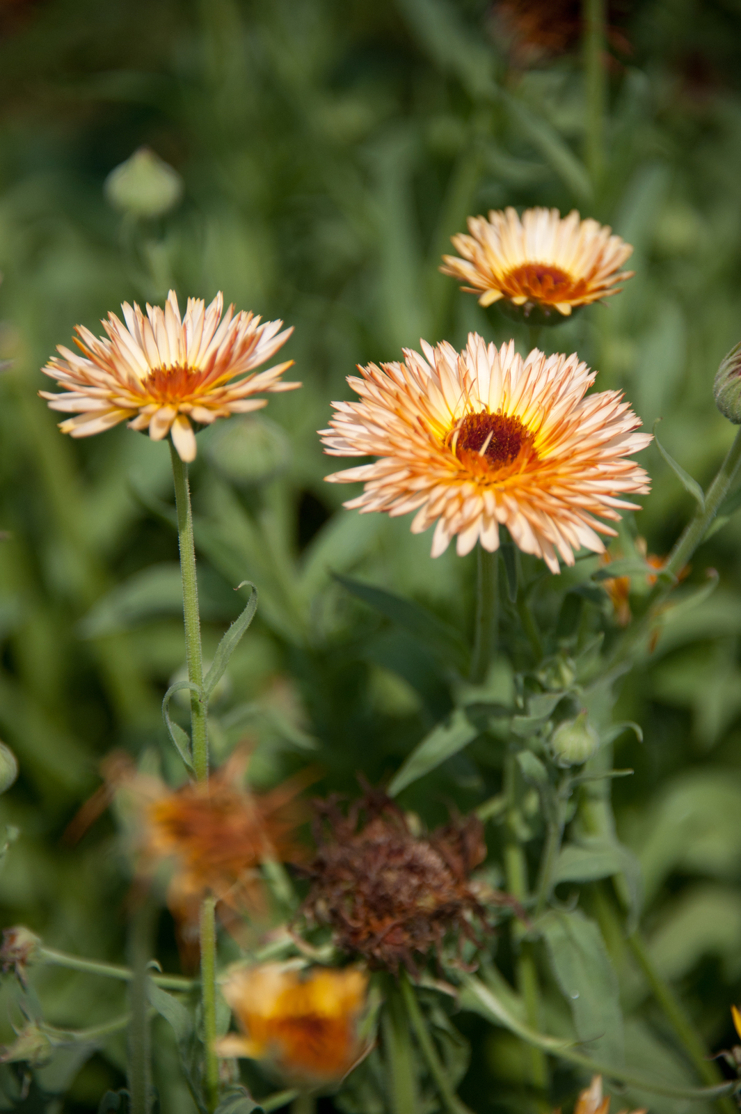 500 TRIANGLE FLASHBACK MARIGOLD Seeds (Calendula officinalis) | Free shipping