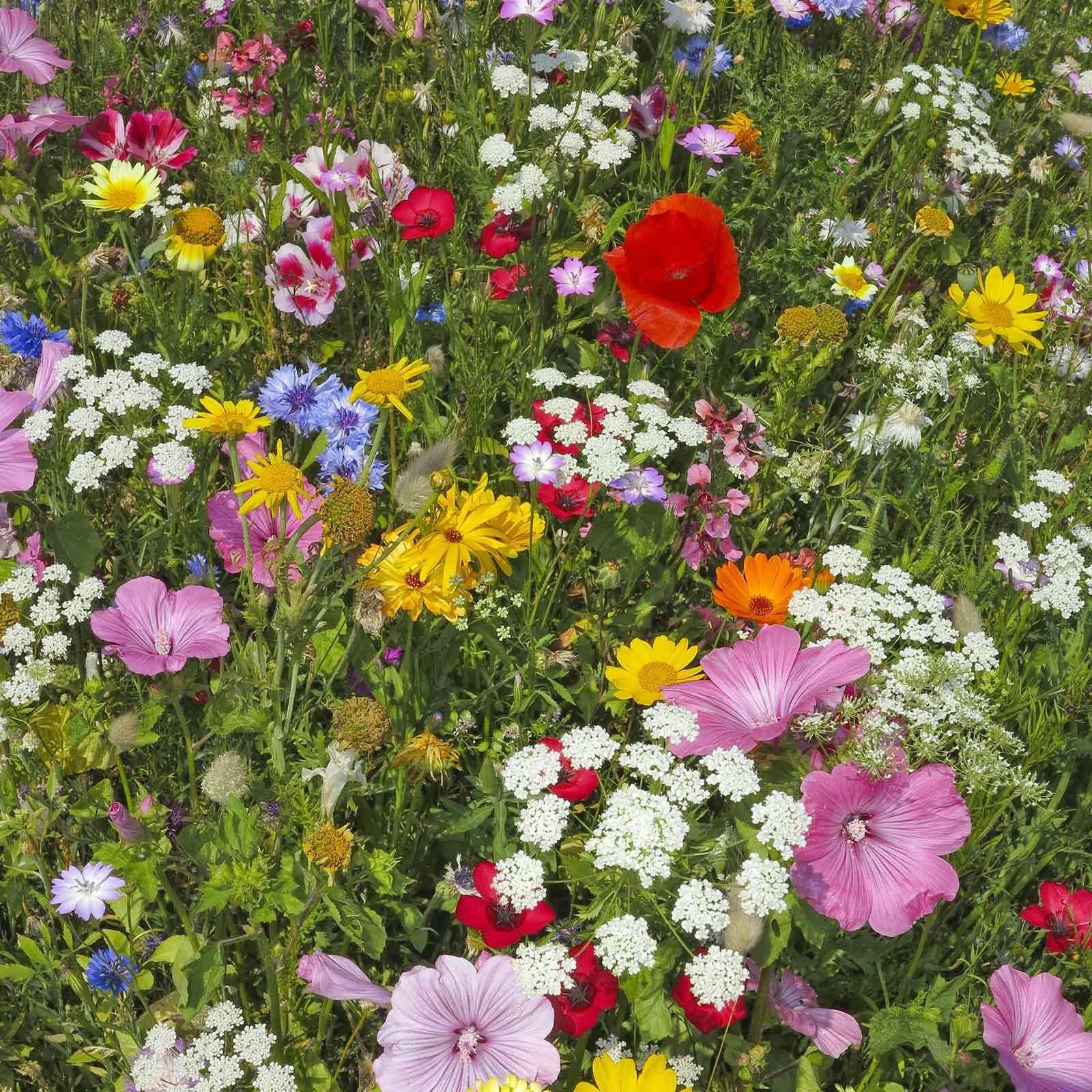 Wildflower Seeds Bulk, 2 Oz. 80,000+ – Butterfly & Tri-colour