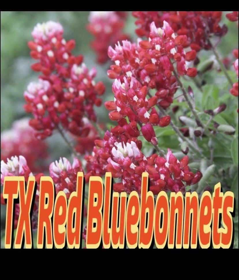 MAROON RED TEXAS BLUEBONNET Lupinus Texensis – 250 Bulk Seeds TX A&M Aggies